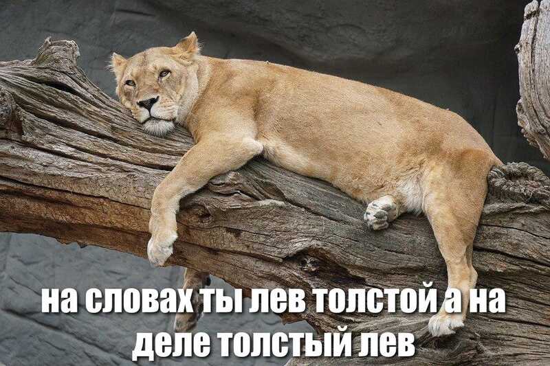 лежащий лев и подпись: "на словах ты лев толстой а на деле толстый лев"